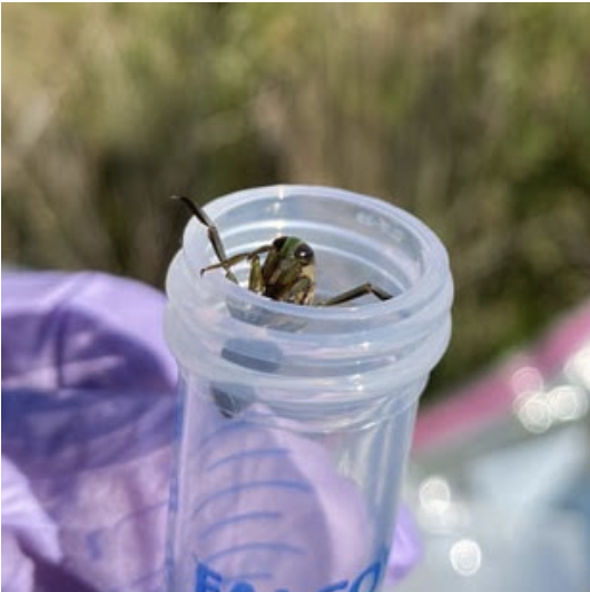 aquatic bug (common name: backswimmer) popping its head out of a falcon tube